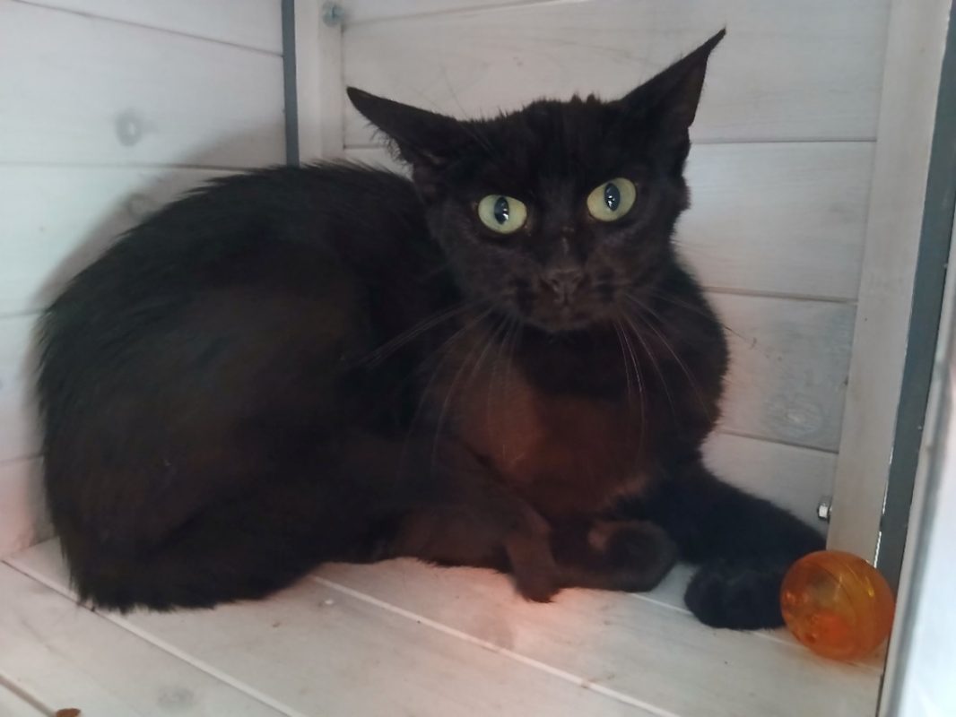 Jakuma - Chat à adopter