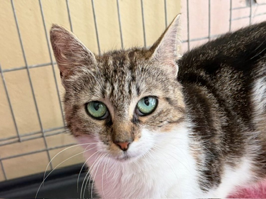 Saliba - Chat Européen à adopter