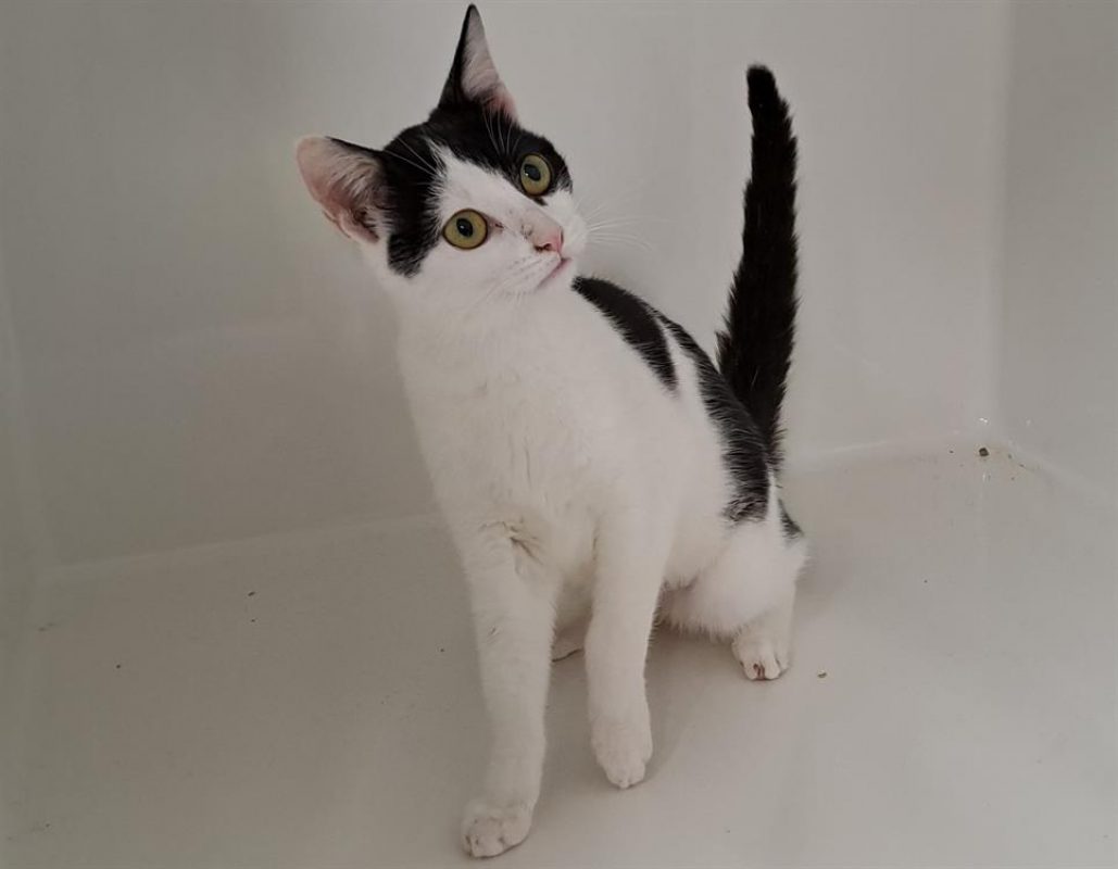 Volta - Chat Européen à adopter