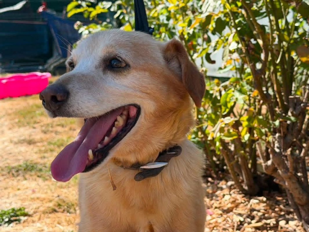 Voyou en sos - Chien à adopter - photo 2