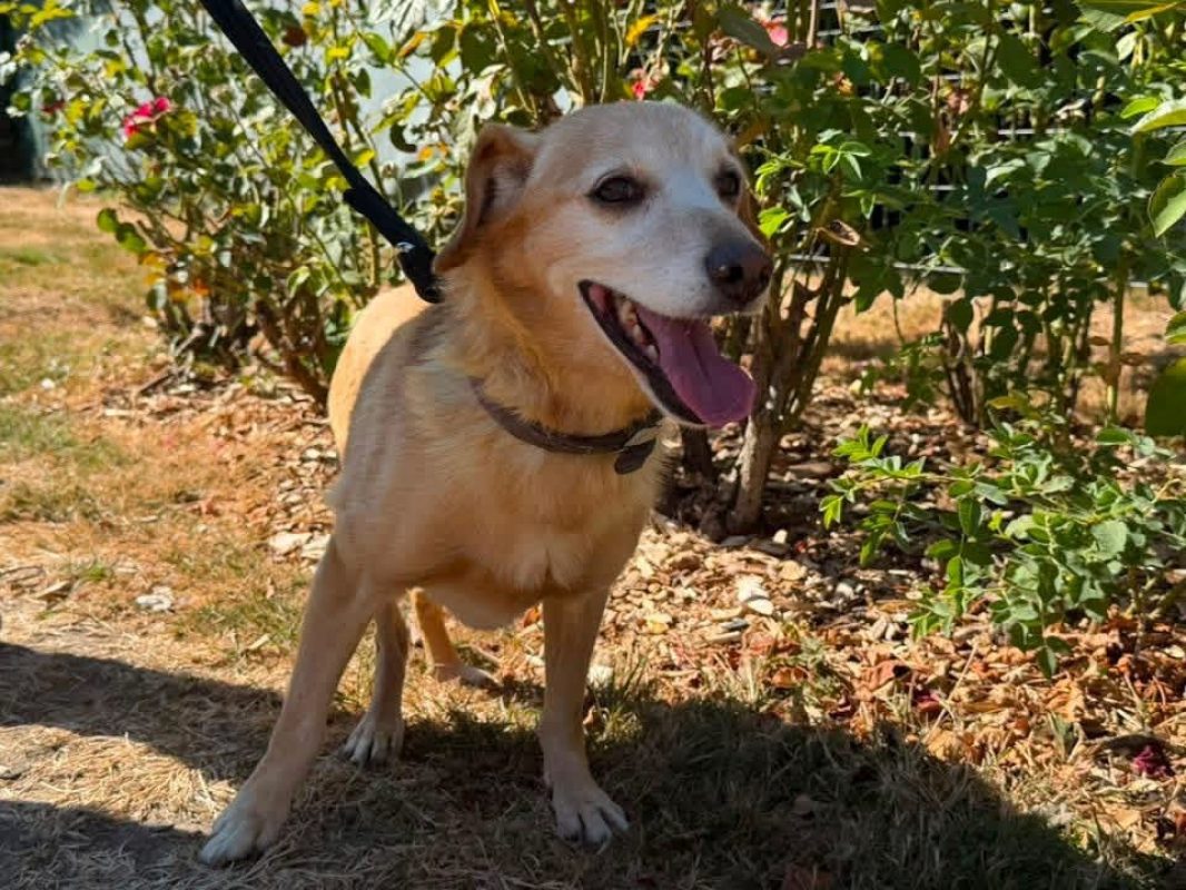 Voyou en sos - Chien à adopter - photo 3