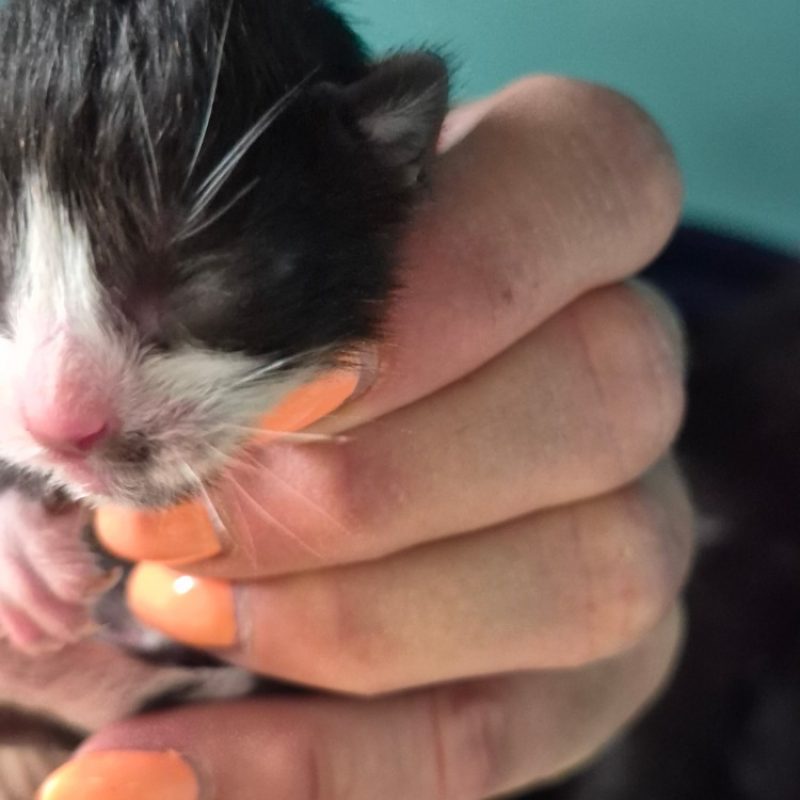 Mew - Chat Européen à adopter
