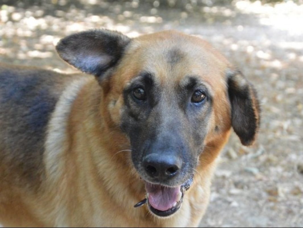 Pablo - Chien à adopter