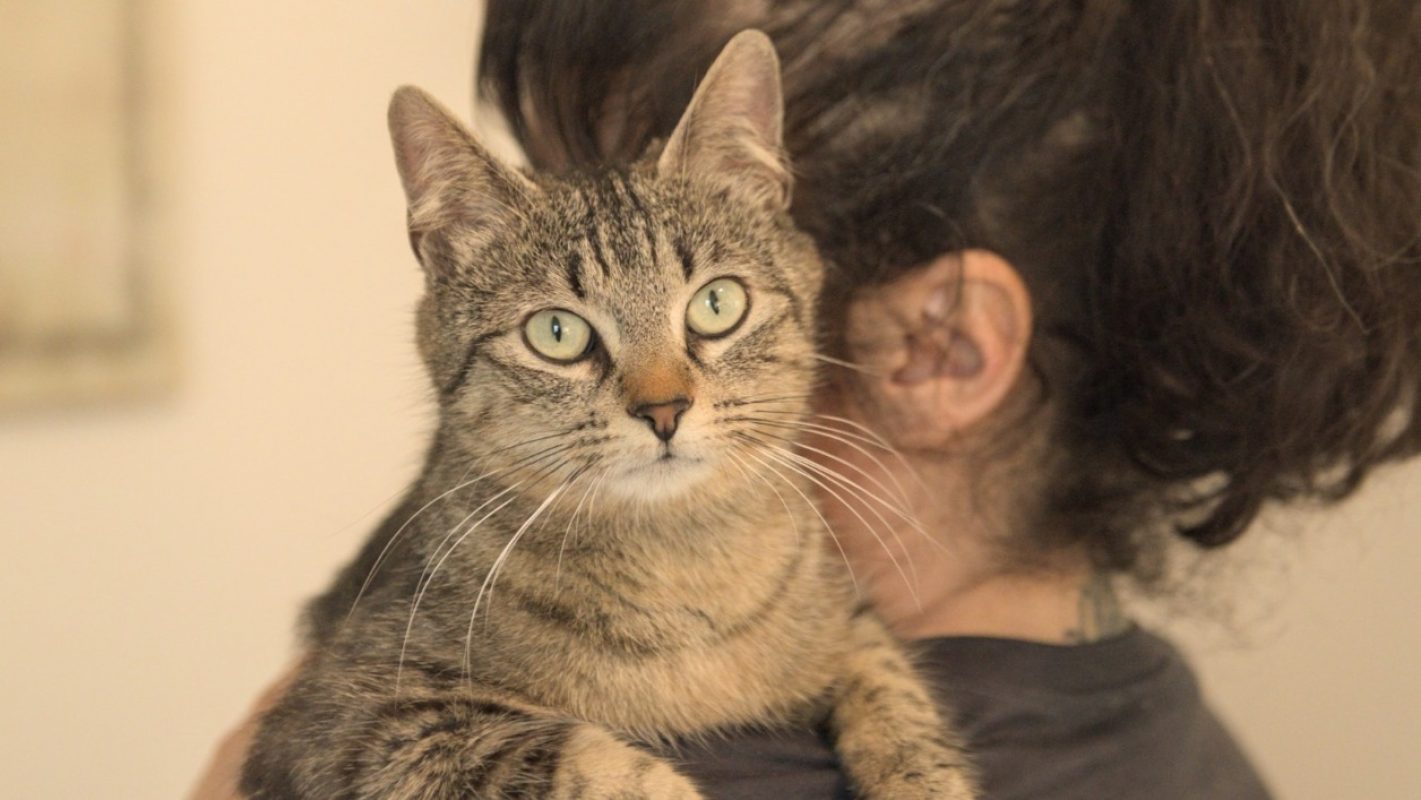 Reine - Chat Européen à adopter