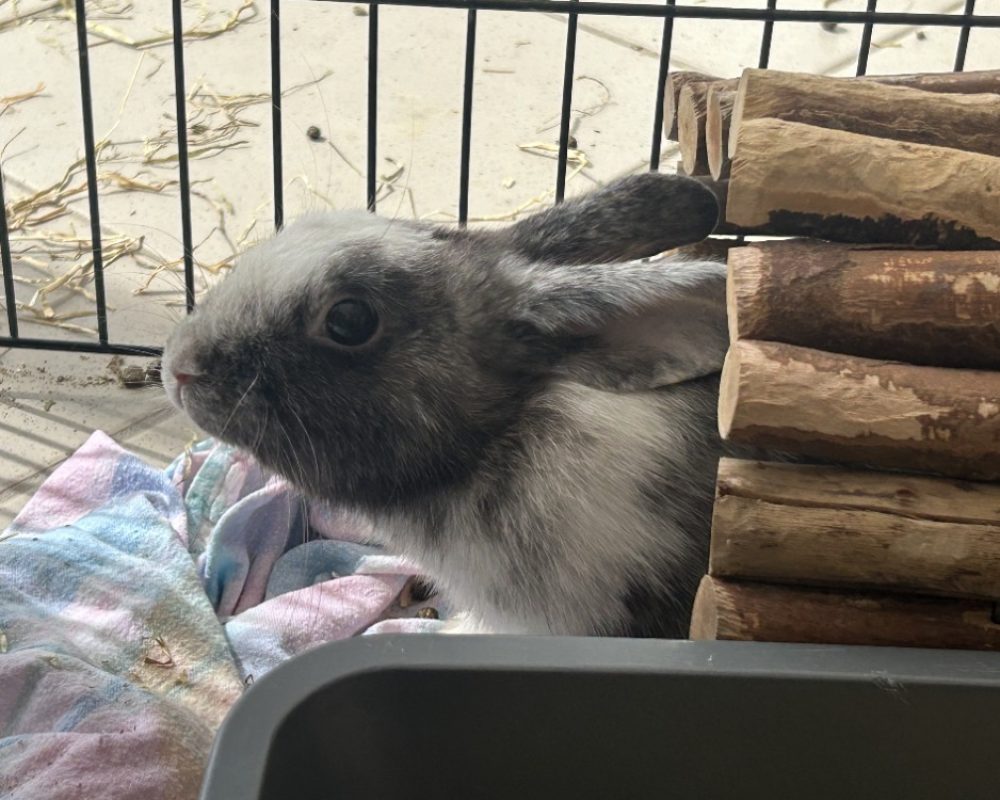 Baba - Rongeur Lapin à adopter