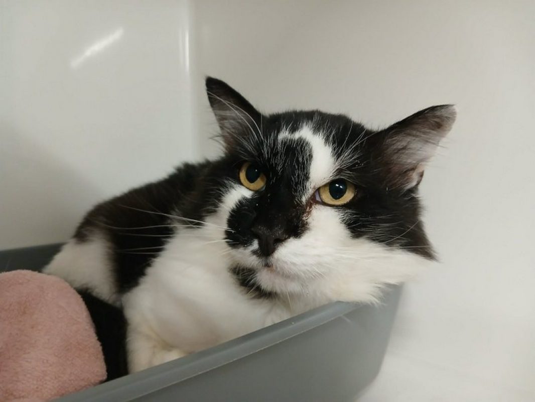 Smoothy - Chat Européen à adopter