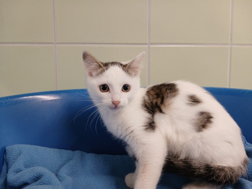 Malcolm - Chat Européen à adopter