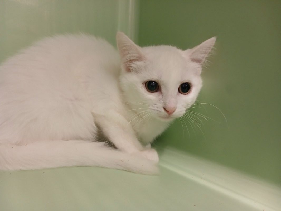 Doui - Chat Européen à adopter