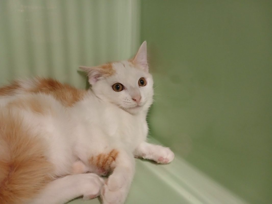 Stevie - Chat Européen à adopter