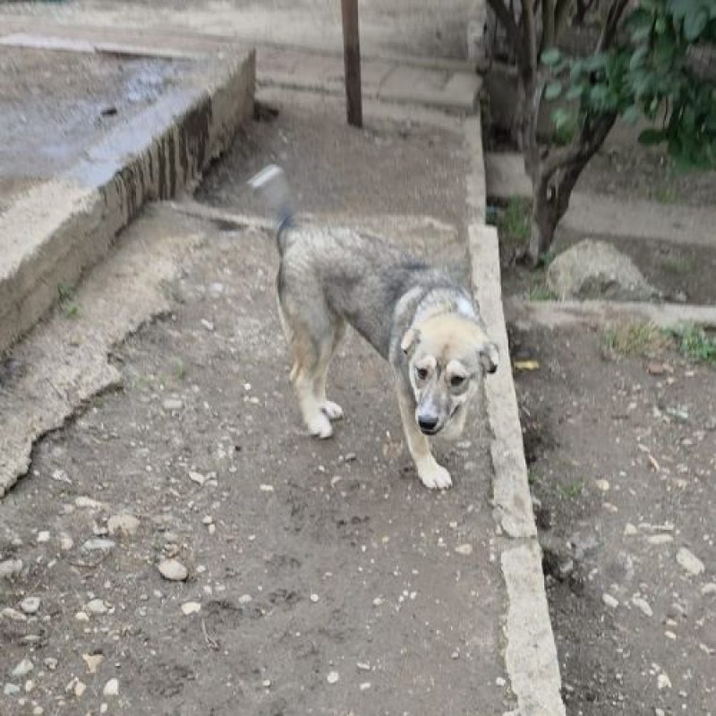 LASSY - Chien à adopter - photo 5