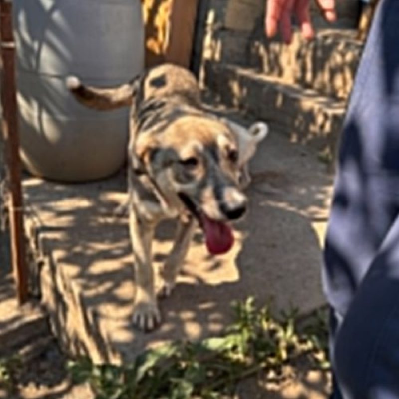 LASSY - Chien à adopter - photo 8