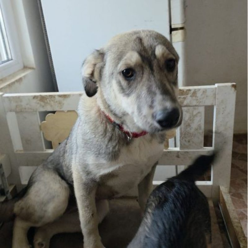 LASSY - Chien à adopter - photo 6