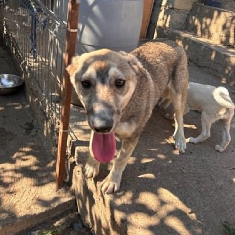 LASSY - Chien à adopter - photo 4