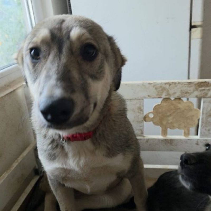 LASSY - Chien à adopter - photo 2