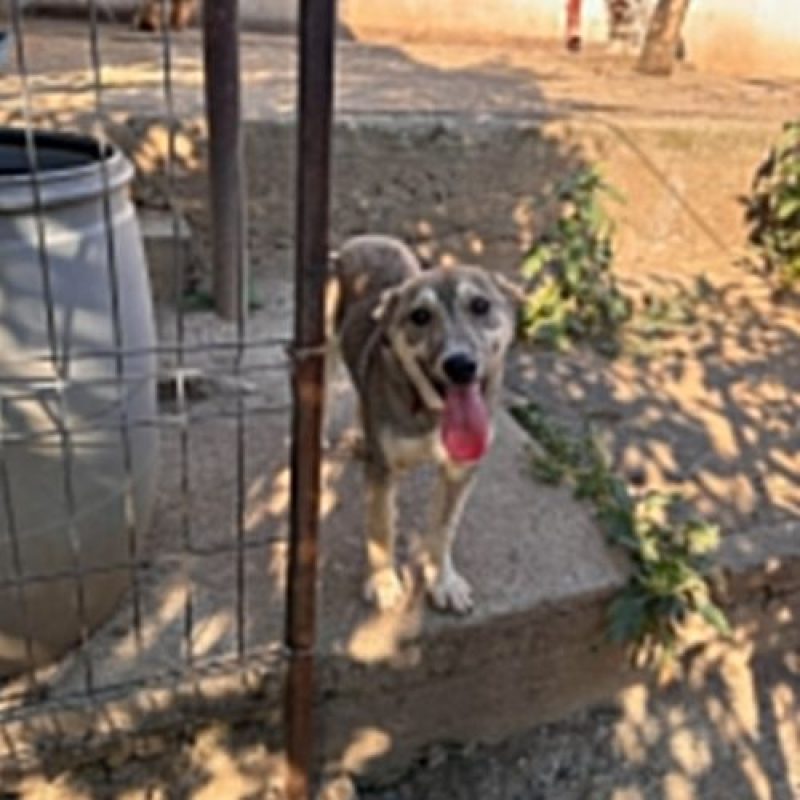 LASSY - Chien à adopter - photo 9