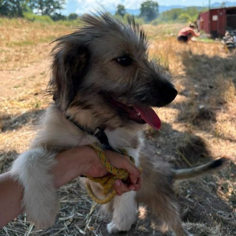 MACHA - Chien à adopter - photo 5