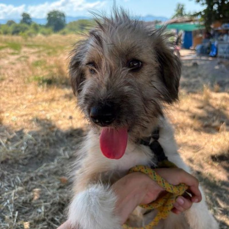 MACHA - Chien à adopter - photo 4