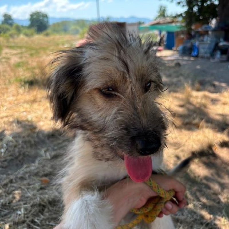 MACHA - Chien à adopter - photo 2