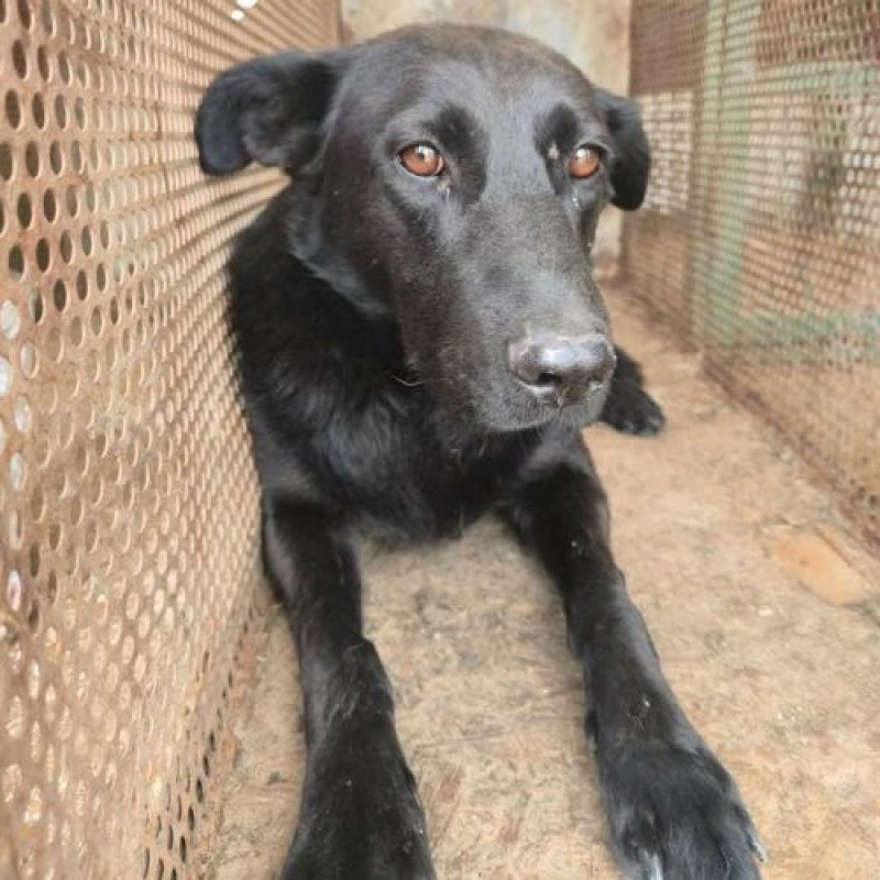 NERO - Chien à adopter - photo 5