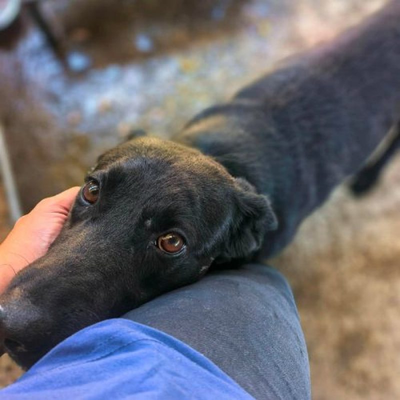NERO - Chien à adopter - photo 4