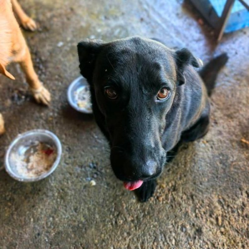 NERO - Chien à adopter - photo 3