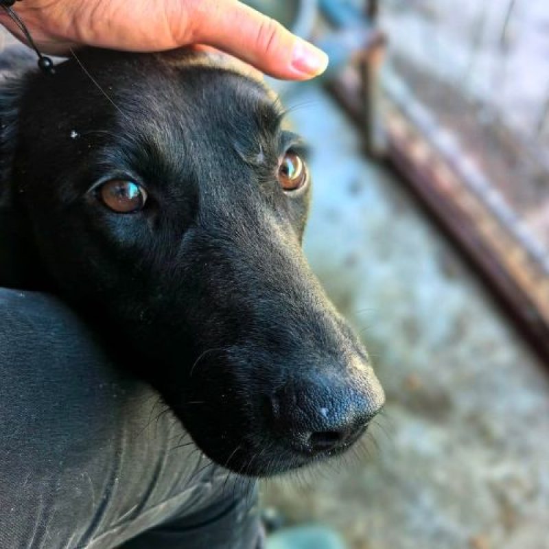 NERO - Chien à adopter - photo 2