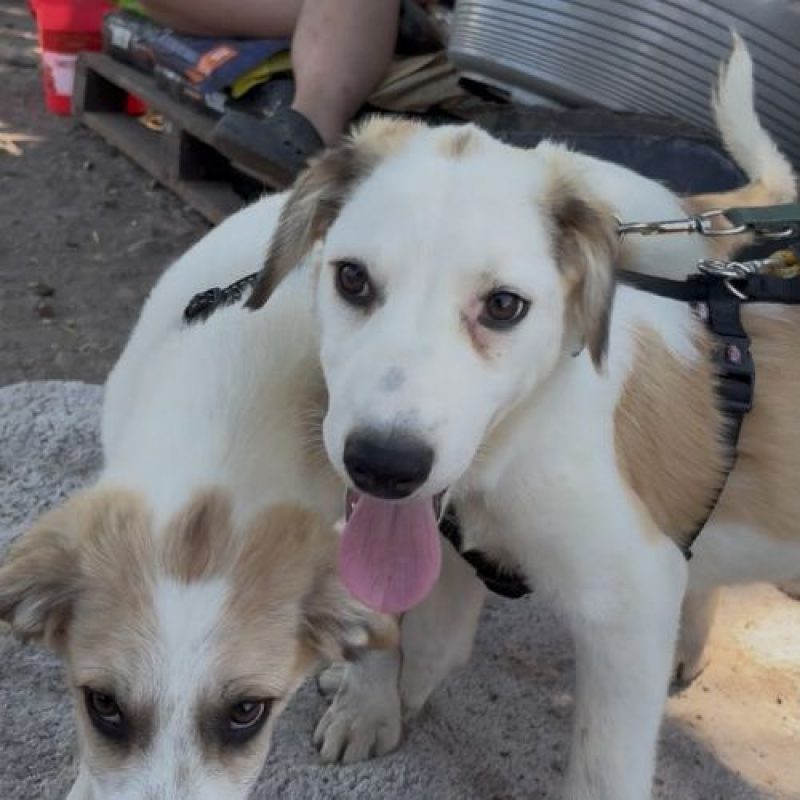 PIPA - Chien à adopter - photo 5