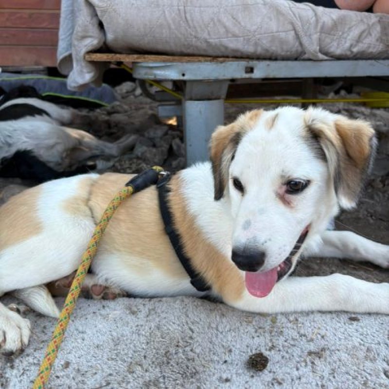 PIPA - Chien à adopter - photo 4