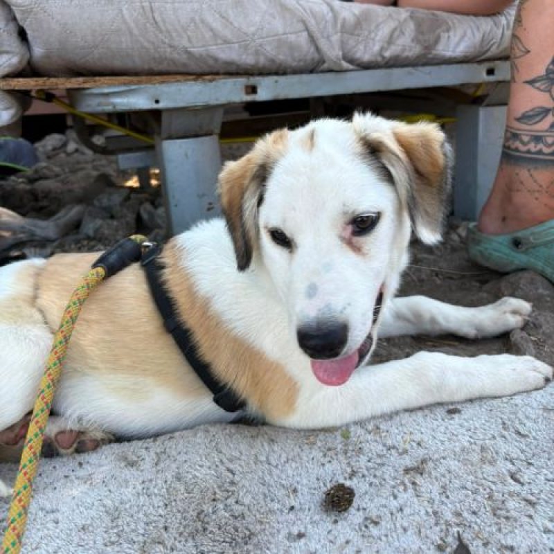 PIPA - Chien à adopter - photo 3