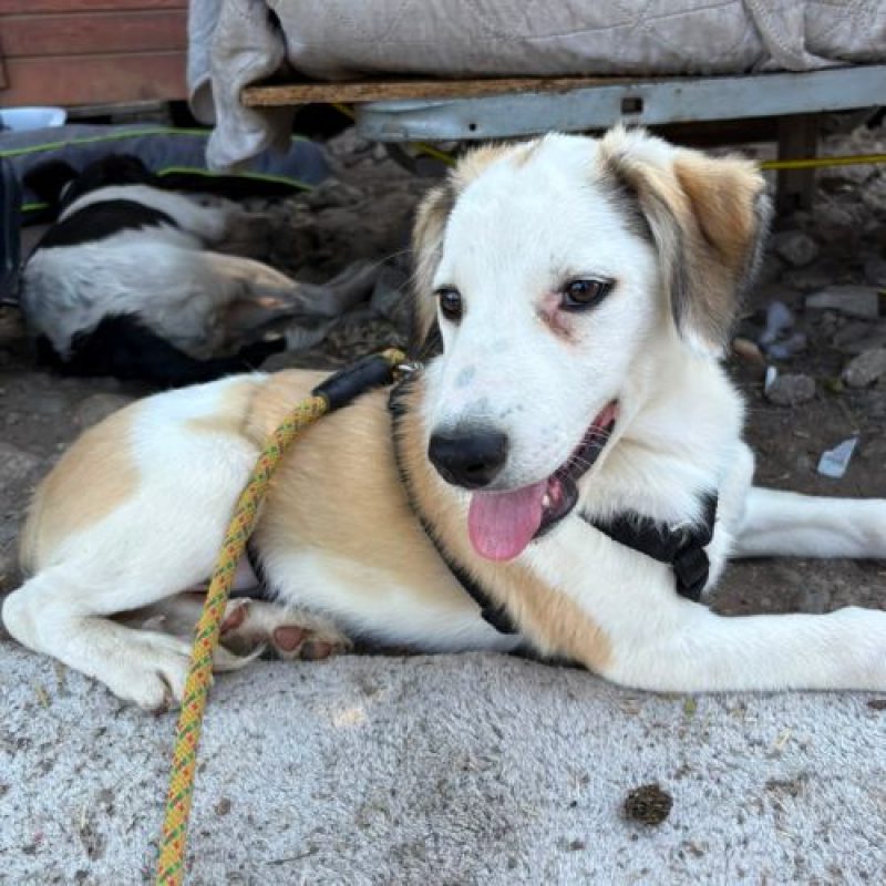 PIPA - Chien à adopter - photo 2