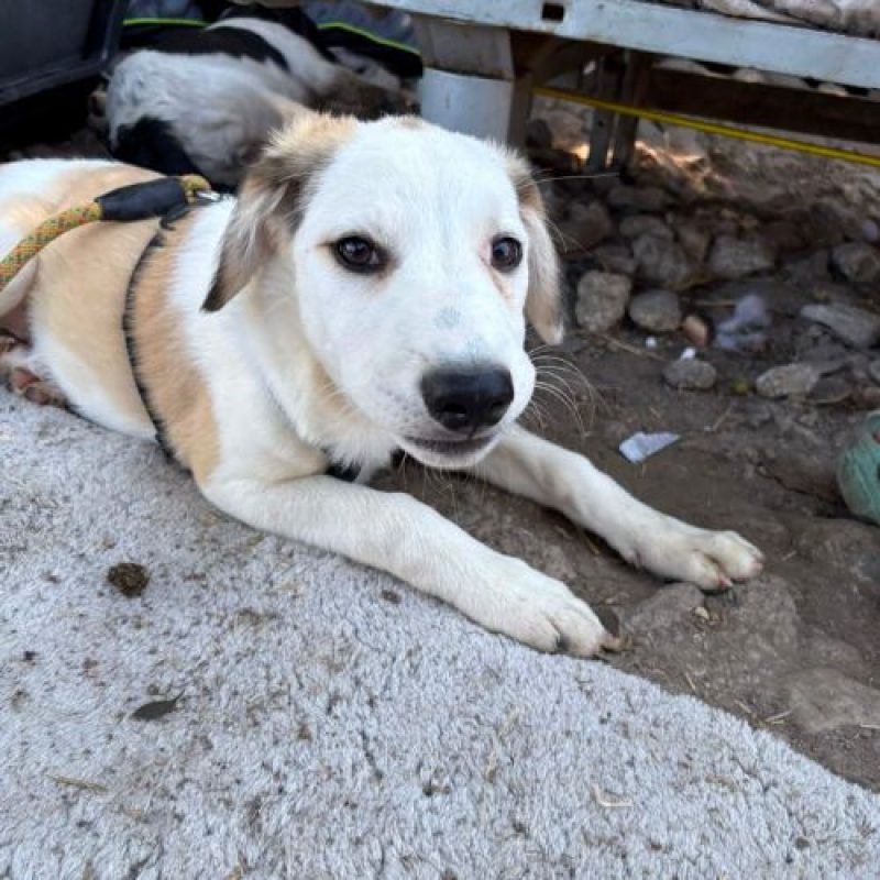 PIPA - Chien à adopter - photo 6