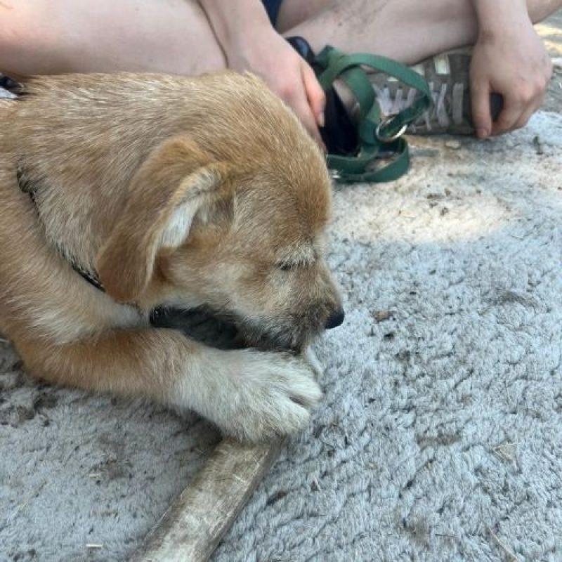 KINOU - Chien à adopter - photo 2