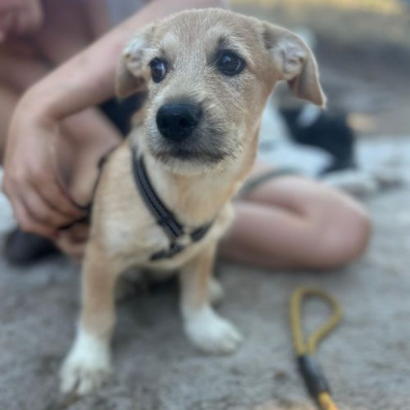 KINOU - Chien à adopter - photo 4