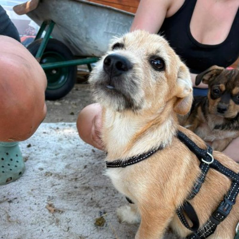 KINOU - Chien à adopter - photo 3