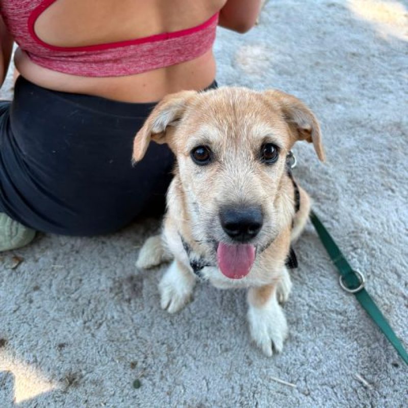 KINOU - Chien à adopter - photo 5