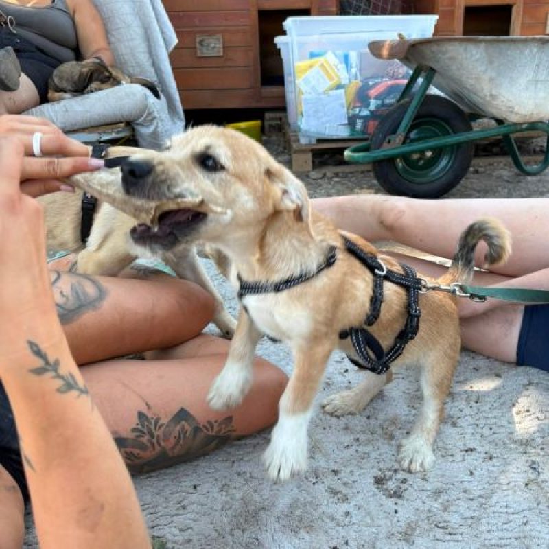 KINOU - Chien à adopter - photo 8