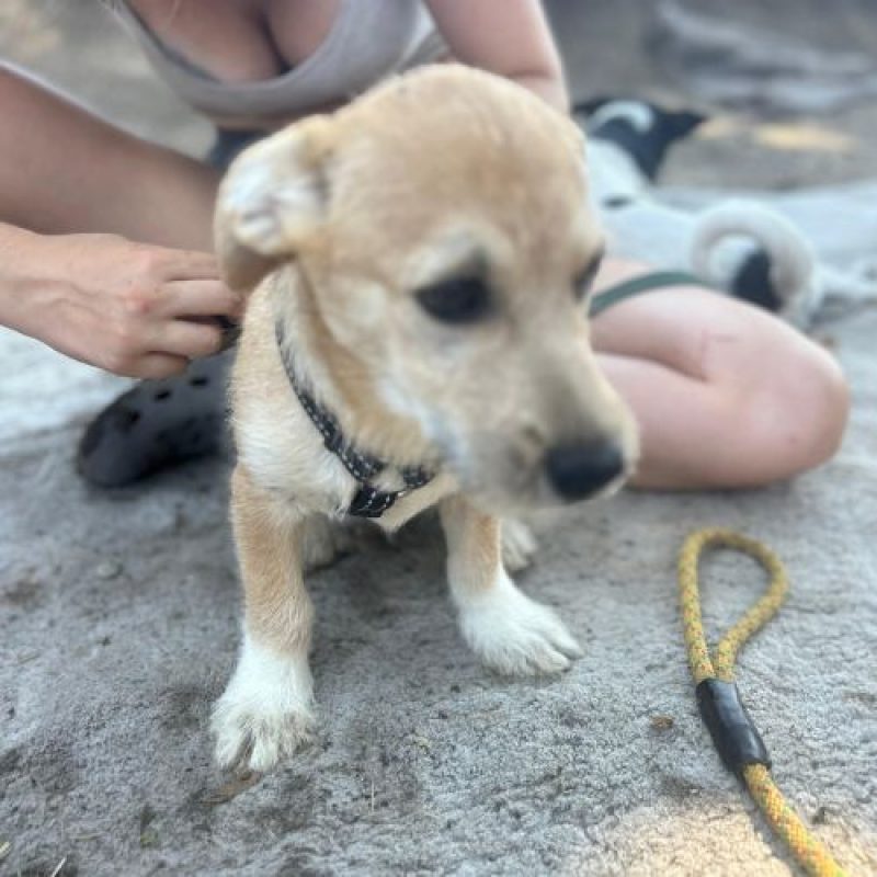 KINOU - Chien à adopter - photo 10