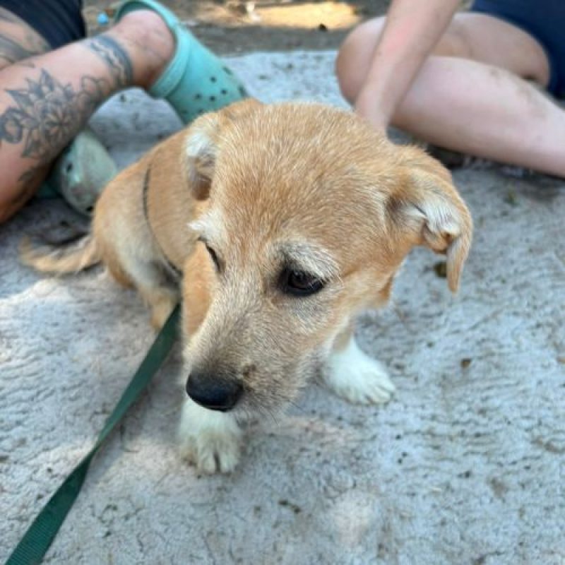 KINOU - Chien à adopter - photo 9