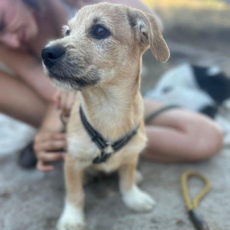 KINOU - Chien à adopter - photo 6