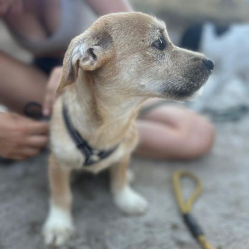 KINOU - Chien à adopter - photo 7