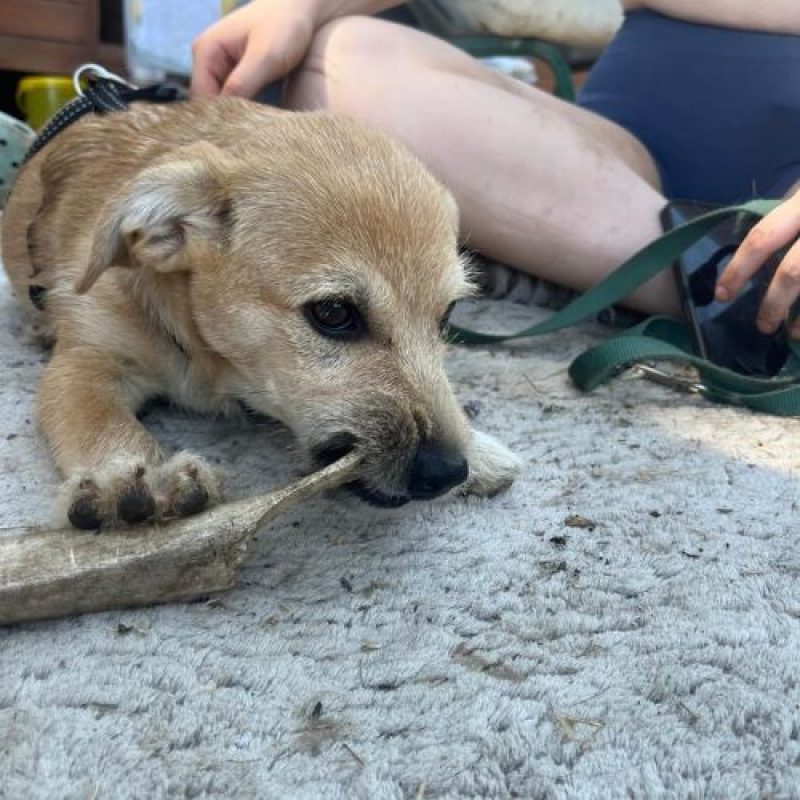 KINOU - Chien à adopter