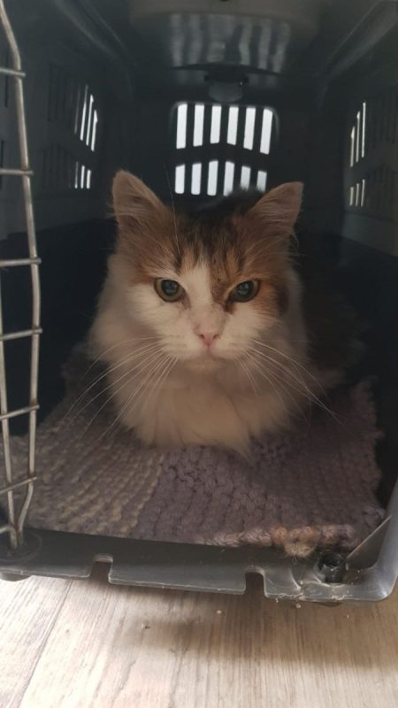 Mario - Chat à adopter