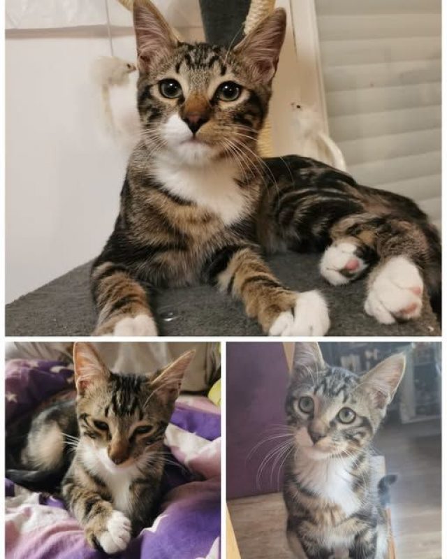 bernie - Chat Européen à adopter