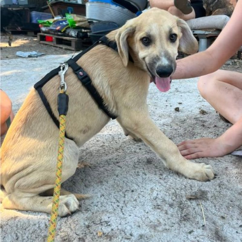 MANO - Chien à adopter - photo 6