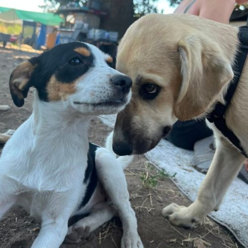 MANO - Chien à adopter - photo 2