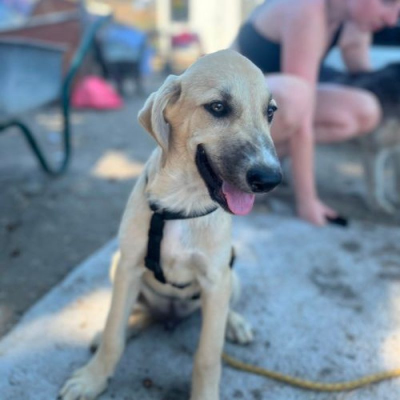 MANO - Chien à adopter - photo 5