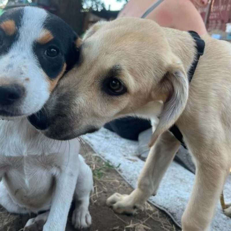 MANO - Chien à adopter - photo 4