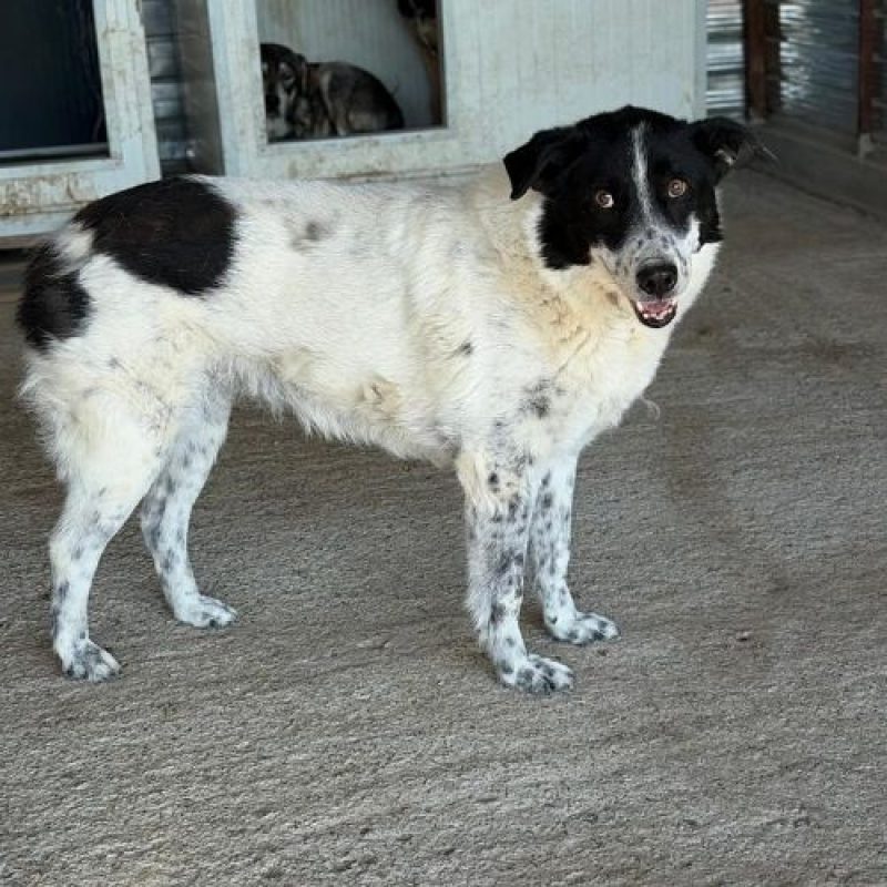 MARINA - Chien à adopter - photo 4