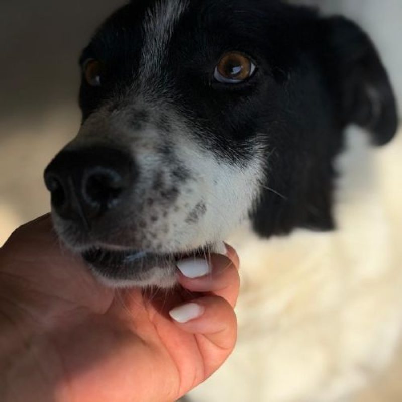 MARINA - Chien à adopter - photo 2