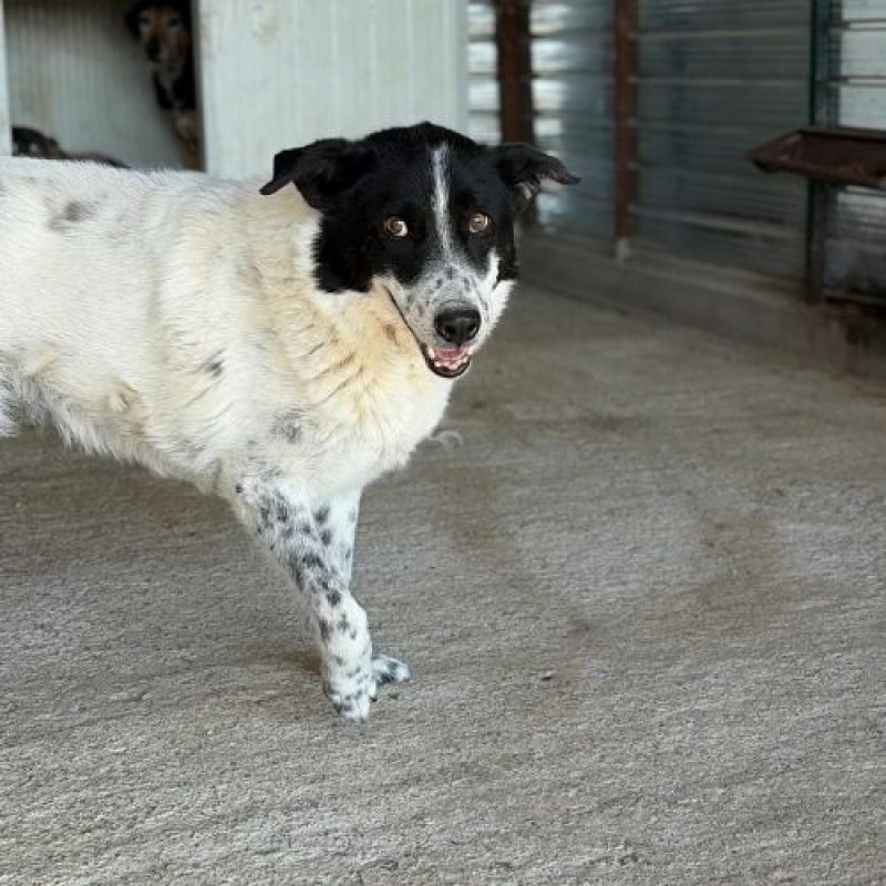 MARINA - Chien à adopter - photo 3